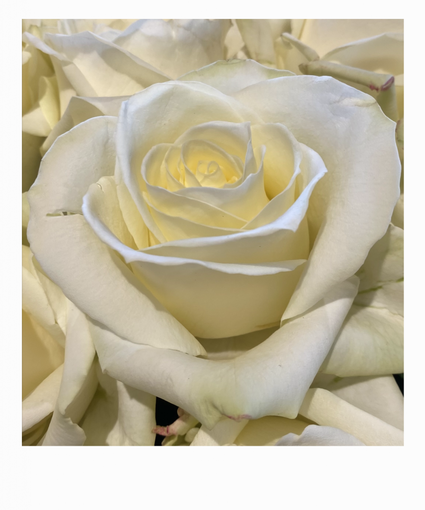Close-up of a delicate white rose with soft, layered petals, showcasing its elegant beauty. The image conveys a sense of purity and tranquillity.