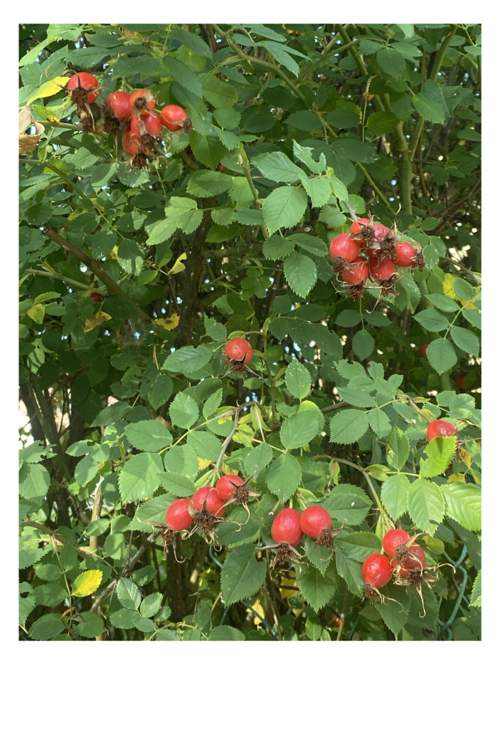 Bush with bright red rose hips and lush green leaves, capturing a vibrant and natural scene. The tone is fresh and lively, emphasizing autumn harvest.