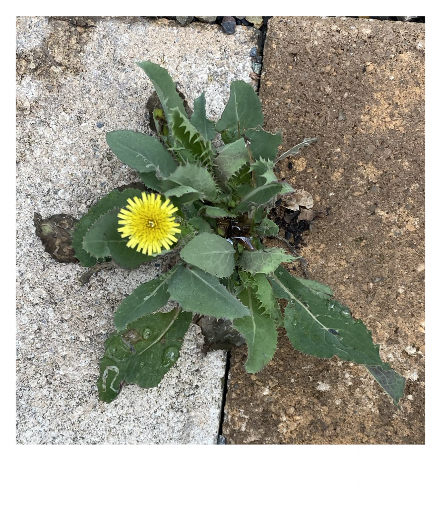 A vibrant yellow dandelion blooms between gray and brown paving stones, surrounded by green serrated leaves. It brings a touch of nature to the concrete.