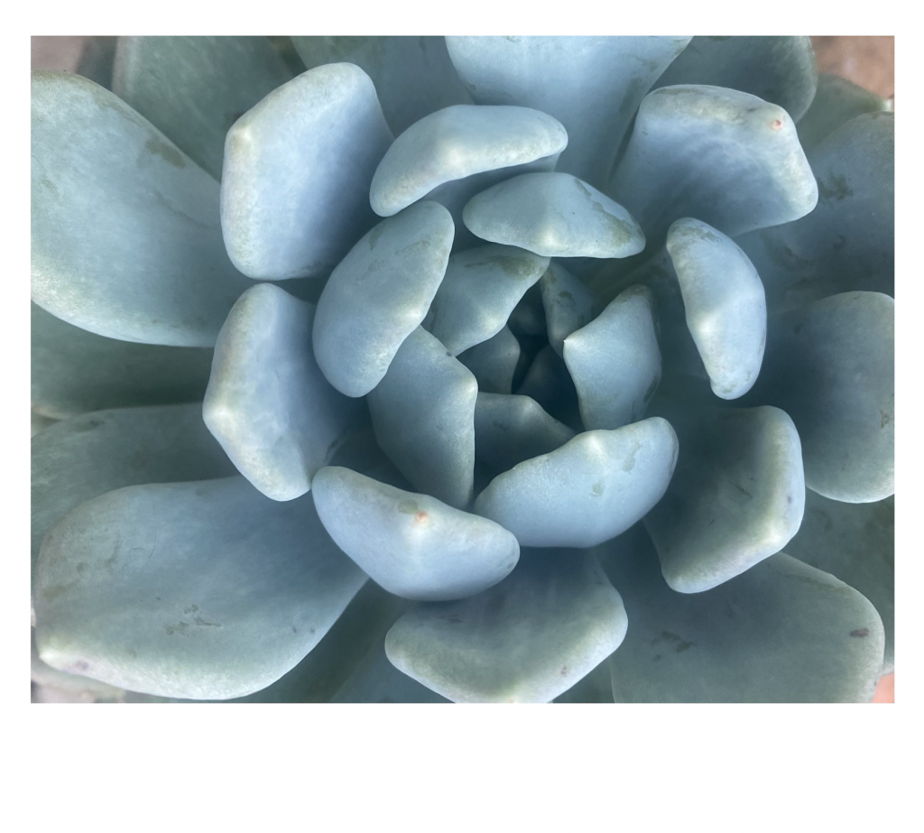 Close-up of a succulent plant with smooth, fleshy pale green leaves radiating from the centre in a rosette pattern, conveying tranquillity.