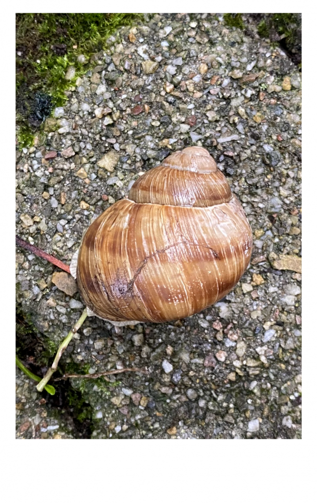 Close-up of a large brown snail on a textured concrete surface, surrounded by green moss. The shell has a spiral pattern and appears wet.