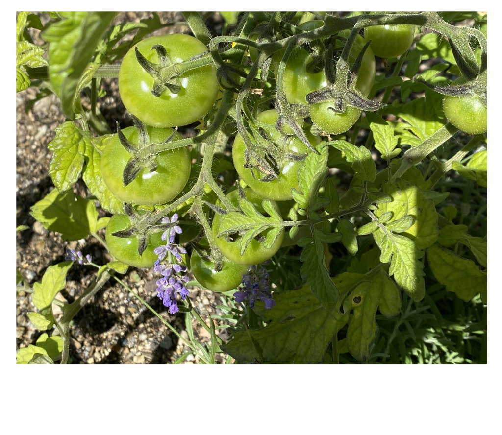 A cluster of green tomatoes and a purple flower bloom amid vibrant leaves in a sunlit garden, conveying growth and summer abundance