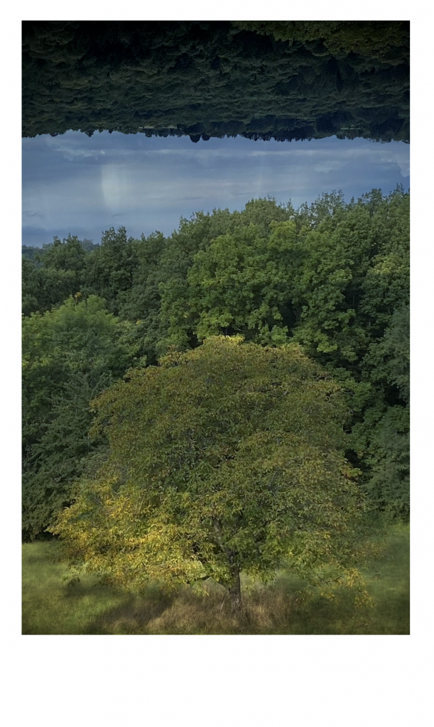 A lone walnut tree with yellowing leaves in a grassy field, set against a backdrop of dense, green woods. The sky above is a surreal reflection of a forest.